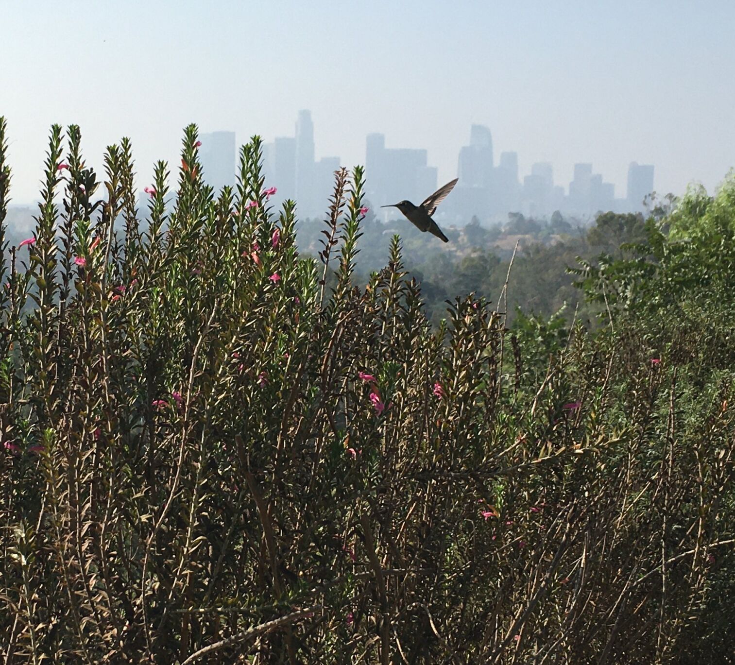 Humming above Echo Park